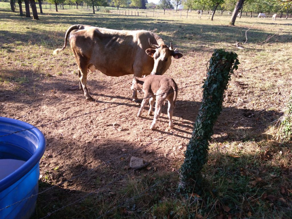 La vache et son petit